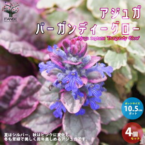 アジュガ 苗の人気商品 通販 価格比較 価格 Com