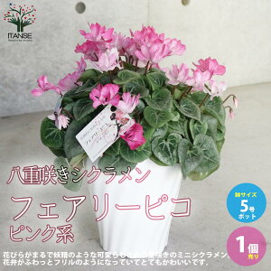 yzd炫VNtFA[sR sNn ԕc 5 1 VN JKroi t[ TN\E VN JԊ N Cyclamen persicum  [