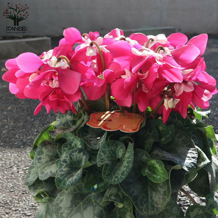 楽天市場 送料無料 シクラメンワーリーギグ ローズ 花苗 5号 1個売り シクラメン カガリビバナ フラワー サクラソウ科 シクラメン属 開花株 ガーデンシクラメン 多年草 Cyclamen Persicum 植物販売のｉｔａｎｓｅ楽天市場店