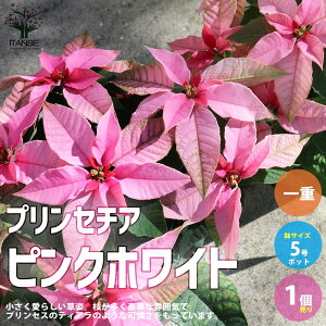 y}\N[|zzzvZ`AsNzCgd ԕc 5 1 vZ`A |CZ`A t[ gE_COT ԕc Ԃ̕c ƒ؉ K[fjO v^[ 