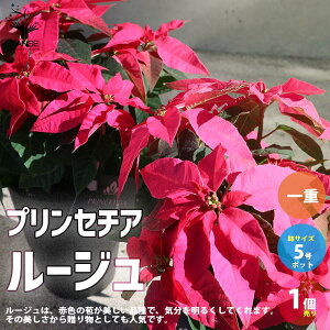 yzvZ`A[Wd ԕc 5 1 vZ`A |CZ`A t[ gE_COT ԕc Ԃ̕c ƒ؉ K[fjO v^[  [