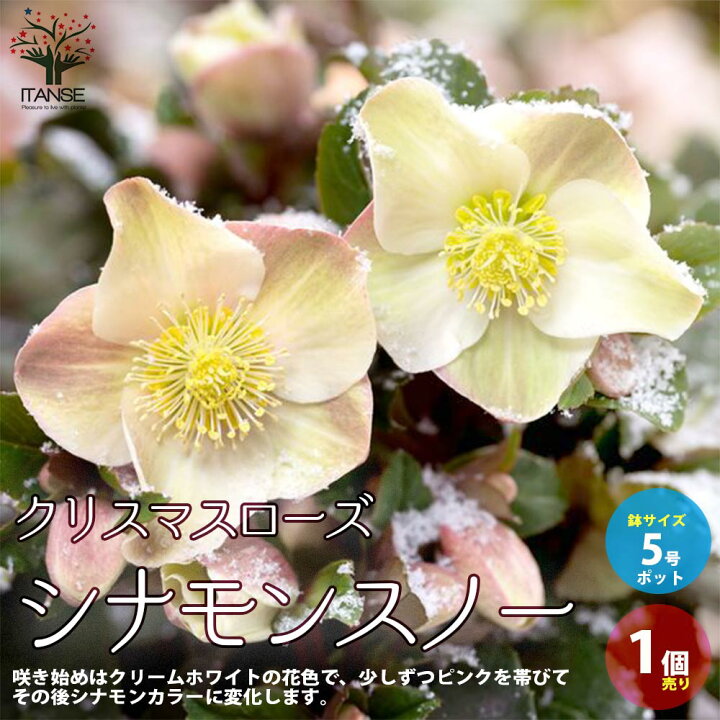 楽天市場 送料無料 クリスマスローズシナモンスノー 花苗 5号ポット苗 1個売り クリスマスローズ苗 キンボウゲ ヘレボルス 多花性 カラーリーフ 生け垣 生垣 庭木 植木 花木 花壇 植物販売のｉｔａｎｓｅ楽天市場店