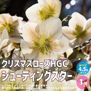 y}\N[|zzzNX}X[YV[eBOX^[ ԕc 4.5 1 NX}X[Yc L{EQ w{X Ԑ J[[t _ _  A Ԗ Ԓd 