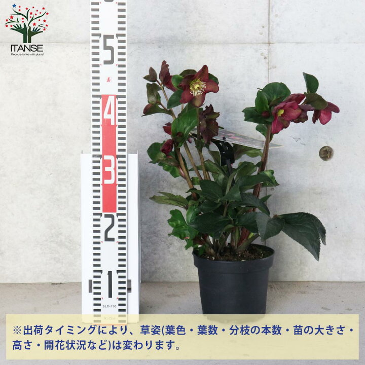 楽天市場 送料無料 クリスマスローズhgc 氷の薔薇 レッド 花苗 5号ポット苗 1個売り クリスマスローズ苗 キンボウゲ ヘレボルス 多花性 カラーリーフ 生け垣 生垣 庭木 植木 花木 花壇 植物販売のｉｔａｎｓｅ楽天市場店