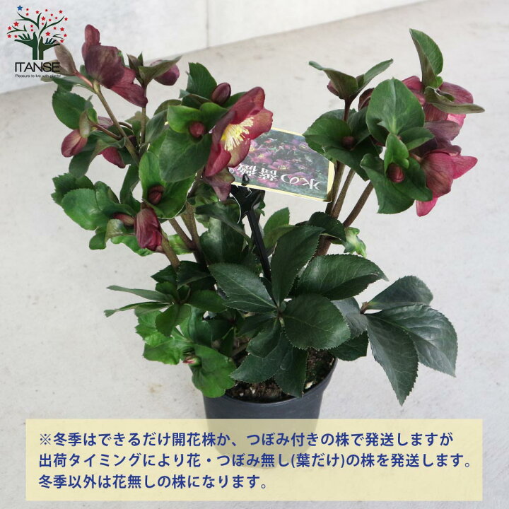 楽天市場 送料無料 クリスマスローズhgc 氷の薔薇 レッド 花苗 5号ポット苗 1個売り クリスマスローズ苗 キンボウゲ ヘレボルス 多花性 カラーリーフ 生け垣 生垣 庭木 植木 花木 花壇 植物販売のｉｔａｎｓｅ楽天市場店