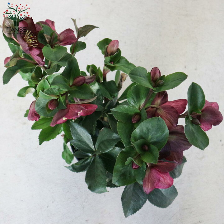 楽天市場 送料無料 クリスマスローズhgc 氷の薔薇 レッド 花苗 5号ポット苗 1個売り クリスマスローズ苗 キンボウゲ ヘレボルス 多花性 カラーリーフ 生け垣 生垣 庭木 植木 花木 花壇 植物販売のｉｔａｎｓｅ楽天市場店