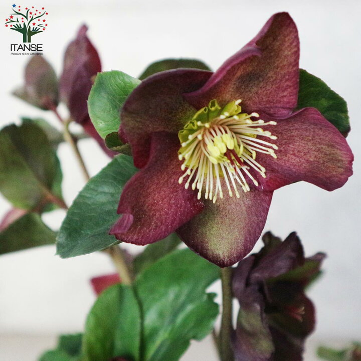 楽天市場 送料無料 クリスマスローズhgc 氷の薔薇 レッド 花苗 5号ポット苗 1個売り クリスマスローズ苗 キンボウゲ ヘレボルス 多花性 カラーリーフ 生け垣 生垣 庭木 植木 花木 花壇 植物販売のｉｔａｎｓｅ楽天市場店