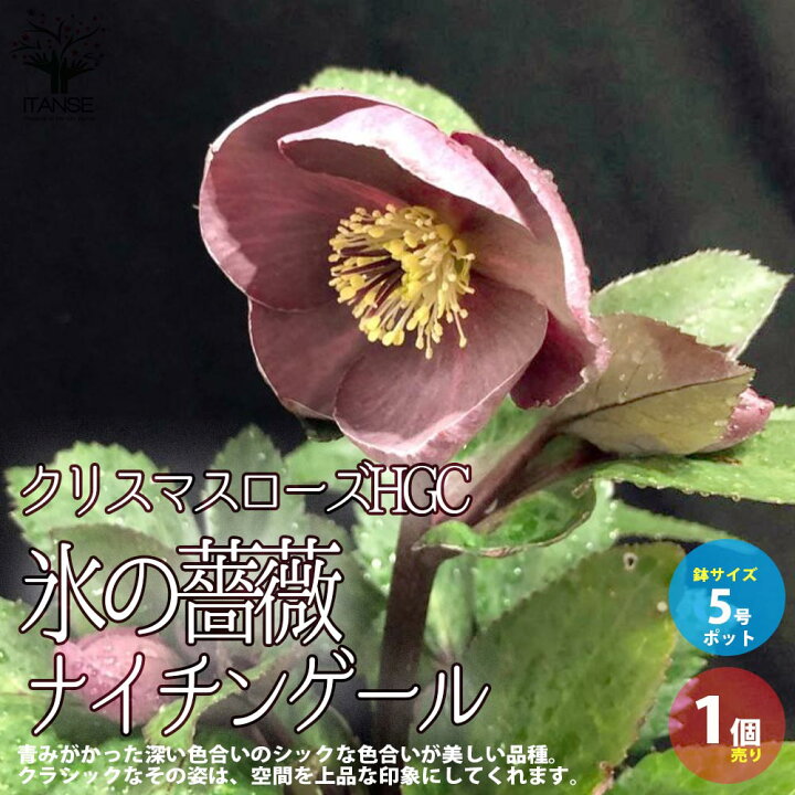 楽天市場 送料無料 クリスマスローズhgc 氷の薔薇 ナイチンゲール 花苗 5号ポット苗 1個売り クリスマスローズ苗 キンボウゲ ヘレボルス 多花性 カラーリーフ 生け垣 生垣 庭木 植木 花木 花壇 植物販売のｉｔａｎｓｅ楽天市場店