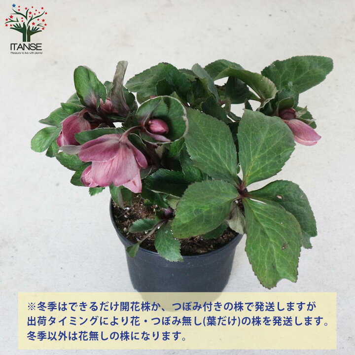 楽天市場 送料無料 クリスマスローズhgc 氷の薔薇 ナイチンゲール 花苗 5号ポット苗 1個売り クリスマスローズ苗 キンボウゲ ヘレボルス 多花性 カラーリーフ 生け垣 生垣 庭木 植木 花木 花壇 植物販売のｉｔａｎｓｅ楽天市場店
