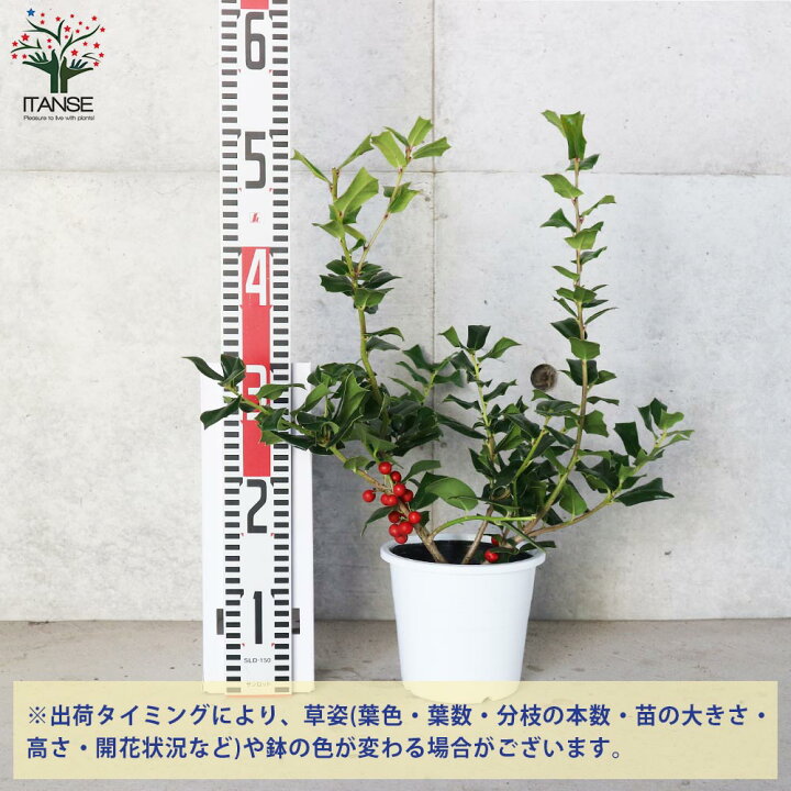 楽天市場 送料無料 クリスマスホーリー 庭木 5号鉢 1個売り セイヨウヒイラギの苗 西洋ヒイラギの苗 イングリッシュホーリー苗 ヒイラギモチ クリスマス ホーリー モチノキ 植物販売のｉｔａｎｓｅ楽天市場店