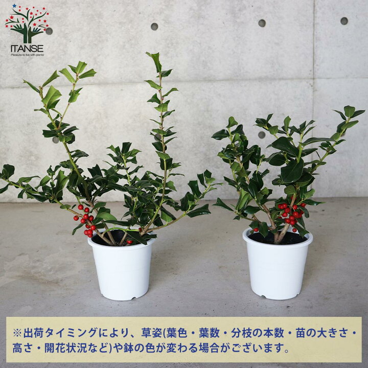 楽天市場 送料無料 クリスマスホーリー 庭木 5号鉢 1個売り セイヨウヒイラギの苗 西洋ヒイラギの苗 イングリッシュホーリー苗 ヒイラギモチ クリスマス ホーリー モチノキ 植物販売のｉｔａｎｓｅ楽天市場店
