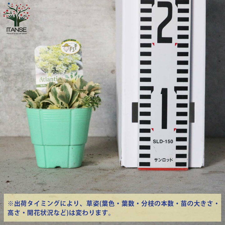楽天市場 送料無料 セダムアトランティス 多肉植物 3号ポット苗 1個売り セダム グランドカバー 多肉植物 観葉植物 リビング オフィス 事務所 インテリア 植物販売のｉｔａｎｓｅ楽天市場店