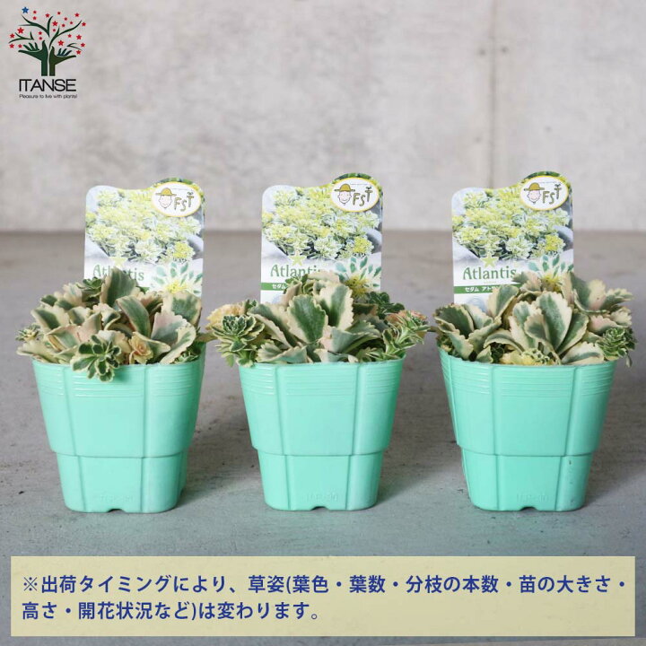 楽天市場 送料無料 セダムアトランティス 多肉植物 3号ポット苗 1個売り セダム グランドカバー 多肉植物 観葉植物 リビング オフィス 事務所 インテリア 植物販売のｉｔａｎｓｅ楽天市場店