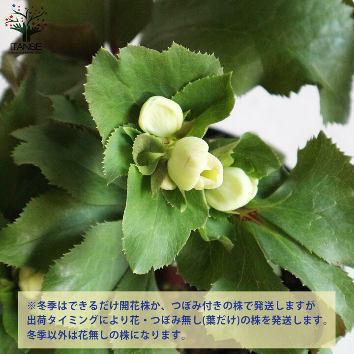 楽天市場 送料無料 クリスマスローズhgc Icen Roses 氷の薔薇 ピコティー 花苗 7号ポット大苗 1個売り クリスマスローズ苗 キンボウゲ ヘレボルス 多花性 カラーリーフ 生け垣 生垣 庭木 植木 花木 花壇 植物販売のｉｔａｎｓｅ楽天市場店