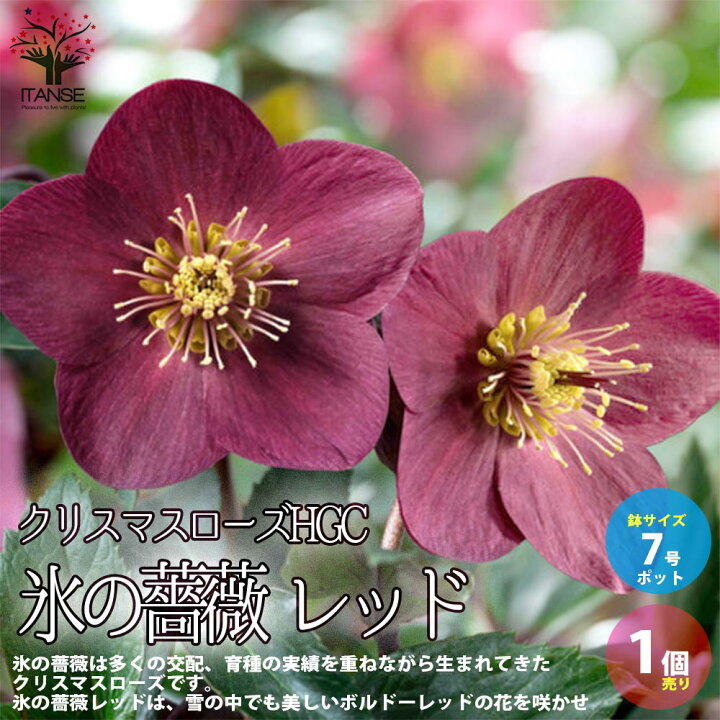 楽天市場 送料無料 クリスマスローズhgc 氷の薔薇 レッド 花苗 7号ポット大苗 1個売り クリスマスローズ苗 キンボウゲ ヘレボルス 多花性 カラーリーフ 生け垣 生垣 庭木 植木 花木 花壇 植物販売のｉｔａｎｓｅ楽天市場店