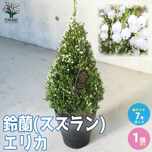 クリスマスツリー 鉢 植木 盆栽の人気商品 通販 価格比較 価格 Com