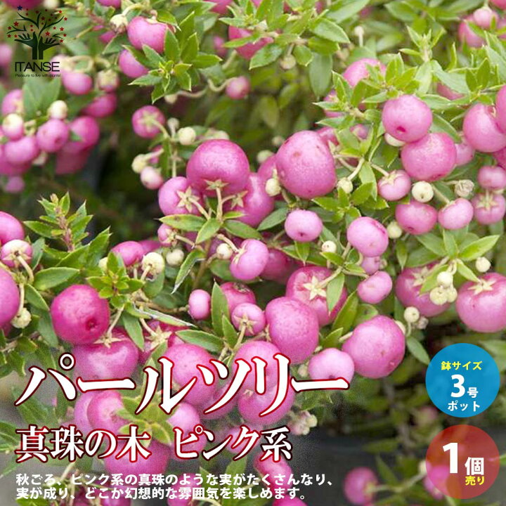 楽天市場 送料無料 パールツリー 真珠の木 ピンク系 庭木 花木 低木3号ポット苗 1個売り デコベリー ペルネチア ペルネティア ベルネッチア ハッピーベリー ガーデニング 植物販売のｉｔａｎｓｅ楽天市場店