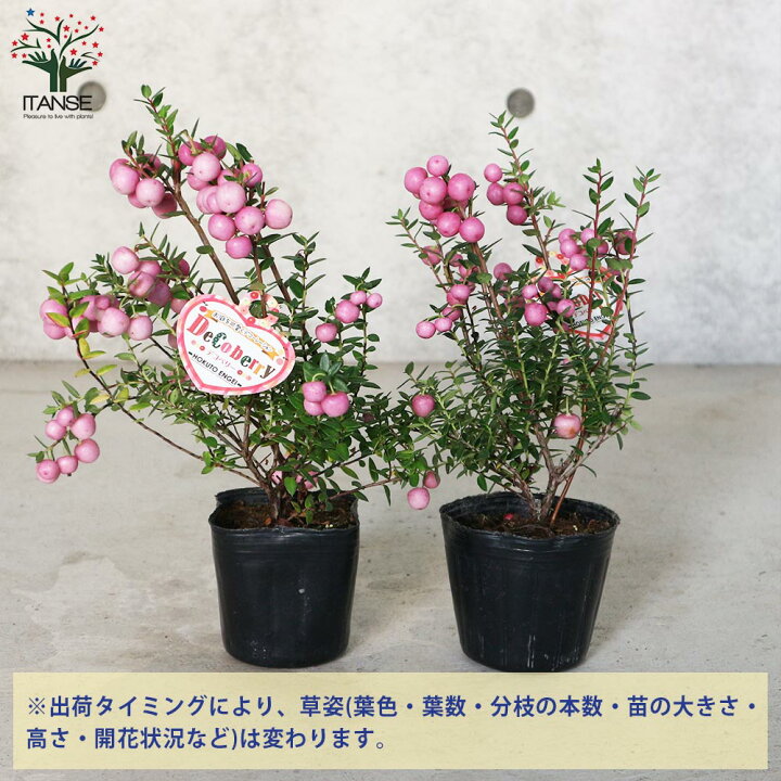 楽天市場 送料無料 パールツリー 真珠の木 ピンク系 庭木 花木 低木3号ポット苗 お買い得2個セット デコベリー ペルネチア ペルネティア ベルネッチア ハッピーベリー ガーデニング 植物販売のｉｔａｎｓｅ楽天市場店
