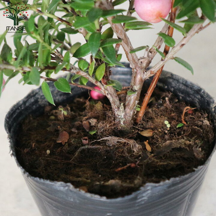 楽天市場 送料無料 パールツリー 真珠の木 ピンク系 庭木 花木 低木3号ポット苗 お買い得2個セット デコベリー ペルネチア ペルネティア ベルネッチア ハッピーベリー ガーデニング 植物販売のitanse楽天市場店 楽天市場 送料無料 パールツリー 真珠の木 ピンク系 庭木 花木 低木3号ポット苗 お買い得2個セット デコベリー ペルネチア ペルネティア ベルネッチア ハッピーベリー ガーデニング 植物販売のitanse楽天市場店