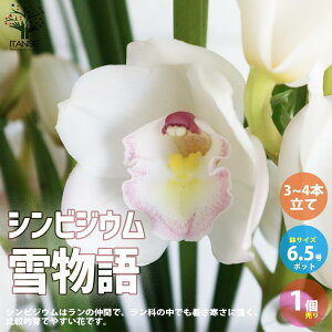 シンビジューム 生花の人気商品 通販 価格比較 価格 Com