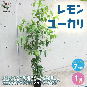 yz[J  n[uc7c 1 [Jc VgIh [J̕c ϗtA rO ItBX  [