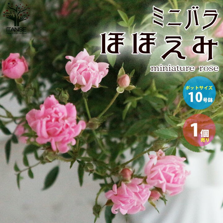 楽天市場 送料無料 ミニ薔薇ほほえみ 花苗 薔薇苗10号スタンド鉢仕立て大苗 1個売り バラ苗 バラの苗 薔薇の苗 花苗 花の苗 ローズガーデン イングリッシュガーデン Rose バラ園 フラワーガーデン 植物販売のｉｔａｎｓｅ楽天市場店