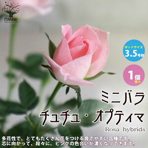 バラ 鉢植え プレゼント 苗の人気商品 通販 価格比較 価格 Com