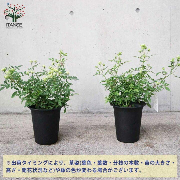 楽天市場 送料無料 ミニ薔薇エクレール 花苗 6号鉢大苗 1個売り バラ苗 バラの苗 薔薇苗 薔薇の苗 花苗 花の苗 ローズガーデン イングリッシュガーデン Rose バラ園 フラワーガーデン 植物販売のitanse楽天市場店 楽天市場 送料無料 ミニ薔薇エクレール 花苗 6号鉢大苗 1個売り バラ苗 バラの苗 薔薇苗 薔薇の苗 花苗 花の苗 ローズガーデン イングリッシュガーデン Rose バラ園 フラワーガーデン 植物販売のitanse楽天市場店