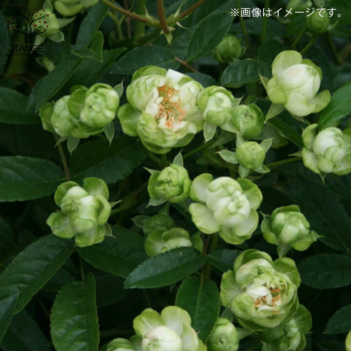楽天市場 送料無料 ミニ薔薇エクレール 花苗 6号鉢大苗 1個売り バラ苗 バラの苗 薔薇苗 薔薇の苗 花苗 花の苗 ローズガーデン イングリッシュガーデン Rose バラ園 フラワーガーデン 植物販売のｉｔａｎｓｅ楽天市場店