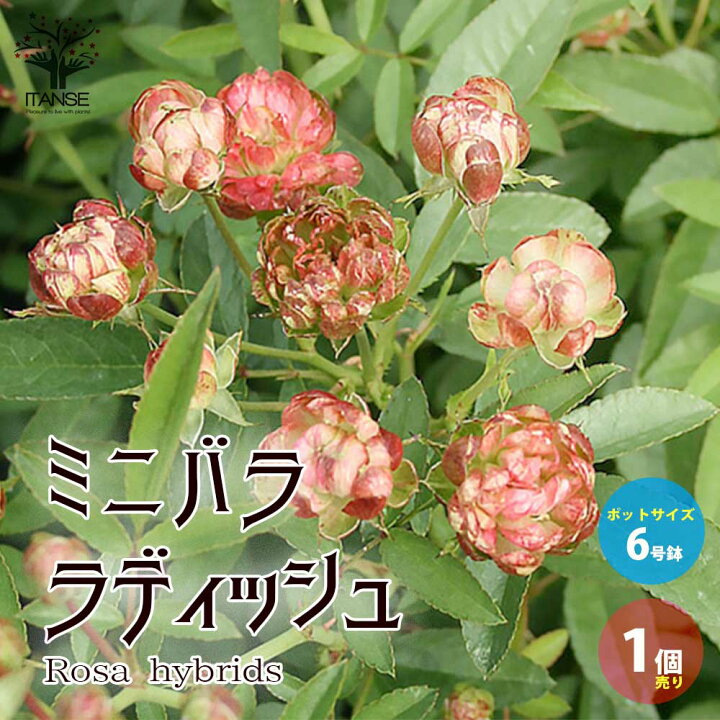 楽天市場 送料無料 ミニ薔薇ラディッシュ 花苗 6号鉢大苗 1個売り バラ苗 バラの苗 薔薇苗 薔薇の苗 花苗 花の苗 ローズガーデン イングリッシュガーデン Rose バラ園 フラワーガーデン 植物販売のｉｔａｎｓｅ楽天市場店