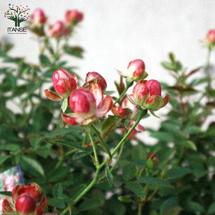 楽天市場 送料無料 ミニ薔薇ラディッシュ 花苗 6号鉢大苗 1個売り バラ苗 バラの苗 薔薇苗 薔薇の苗 花苗 花の苗 ローズガーデン イングリッシュガーデン Rose バラ園 フラワーガーデン 植物販売のｉｔａｎｓｅ楽天市場店