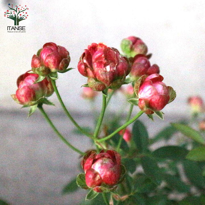 楽天市場 送料無料 ミニ薔薇ラディッシュ 花苗 6号鉢大苗 1個売り バラ苗 バラの苗 薔薇苗 薔薇の苗 花苗 花の苗 ローズガーデン イングリッシュガーデン Rose バラ園 フラワーガーデン 植物販売のitanse楽天市場店 楽天市場 送料無料 ミニ薔薇ラディッシュ 花苗 6号鉢大苗 1個売り バラ苗 バラの苗 薔薇苗 薔薇の苗 花苗 花の苗 ローズガーデン イングリッシュガーデン Rose バラ園 フラワーガーデン 植物販売のitanse楽天市場店