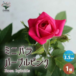 yz~jKNp[vsN ԕc 3.5 1 oc o̕c KNc KN̕c ԕc Ԃ̕c [YK[f CObVK[f rose o t[K[f  [