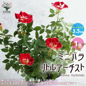 �y���������z�~�j�K�N���g���A�[�`�X�g �ԕc �Ԗ� �~�j�o��3.5���� 1���� �o���c �o���̕c �K�N�c �K�N�̕c �ԕc �Ԃ̕c ���[�Y�K�[�f�� �C���O���b�V���K�[�f�� rose �o���� �t�����[�K�[