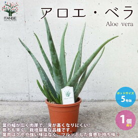 【マラソン中★ポイントUP】アロエ・ベラ【ハーブの苗 多肉植物苗5号鉢苗／1個売り】あろえ 食用 肉厚 葉肉 herb ハーブ ハーブ苗 多肉植物 ガーデニング