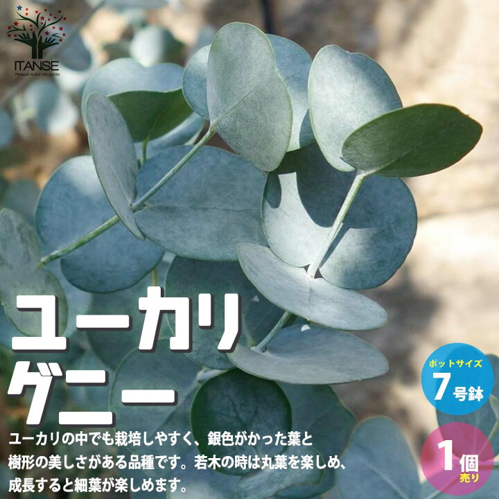 楽天市場 送料無料 ユーカリグニー 庭木 植木 花木7号鉢 1個売り ユーカリ ユーカリの苗 ユーカリの苗木 グニー グニユーカリ グニーユーカリ 庭木 植物販売のｉｔａｎｓｅ楽天市場店