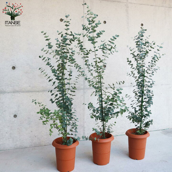 楽天市場 送料無料 ユーカリグニー 庭木 植木 花木7号鉢 1個売り ユーカリ ユーカリの苗 ユーカリの苗木 グニー グニユーカリ グニーユーカリ 庭木 植物販売のitanse楽天市場店 楽天市場 送料無料 ユーカリグニー 庭木 植木 花木7号鉢 1個売り ユーカリ ユーカリの苗 ユーカリの苗木 グニー グニユーカリ グニーユーカリ 庭木 植物販売のitanse楽天市場店