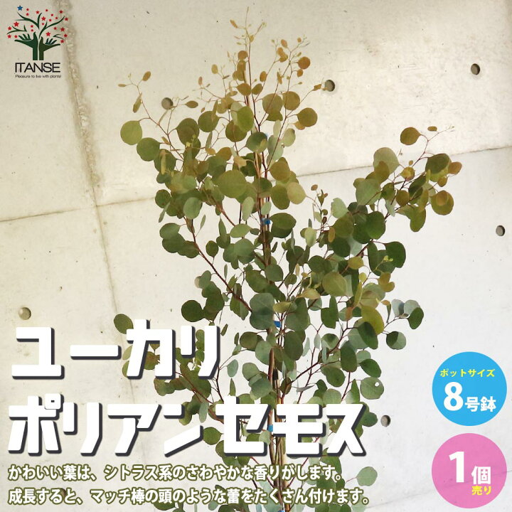 送料無料 ユーカリ 庭木 8号ポット大苗 1個売り ポリアンセモス ユーカリの苗