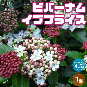 【送料無料】ビバーナム イブプライス 庭木 庭園花木4.5号ポット 1個売り セイヨウテマリカンボク オオデマリ 西洋手毬肝木 ガーデン 送料無料 即納