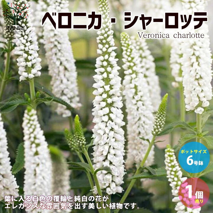 楽天市場 送料無料 ベロニカシャーロッテ 花苗 6号ポット大苗 1個売り Eve Price イブプライス トキワガマズミ あじさい 紫陽花 アジサイ 植物販売のｉｔａｎｓｅ楽天市場店