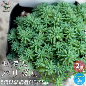 多肉植物 庭 苗の人気商品 通販 価格比較 価格 Com