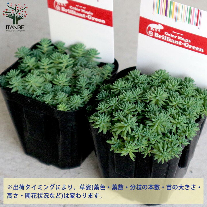 楽天市場 送料無料 セダム パリダム 多肉植物 グランドカバー3号ポット苗 お買い得6個セット セダム グランドカバー 多肉植物 観葉植物 リビング オフィス 事務所 インテリア 植物販売のｉｔａｎｓｅ楽天市場店