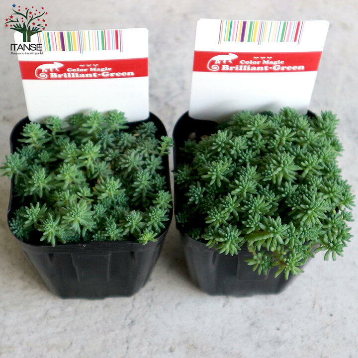 楽天市場 送料無料 セダム パリダム 多肉植物 グランドカバー3号ポット苗 お買い得6個セット セダム グランドカバー 多肉植物 観葉植物 リビング オフィス 事務所 インテリア 植物販売のｉｔａｎｓｅ楽天市場店