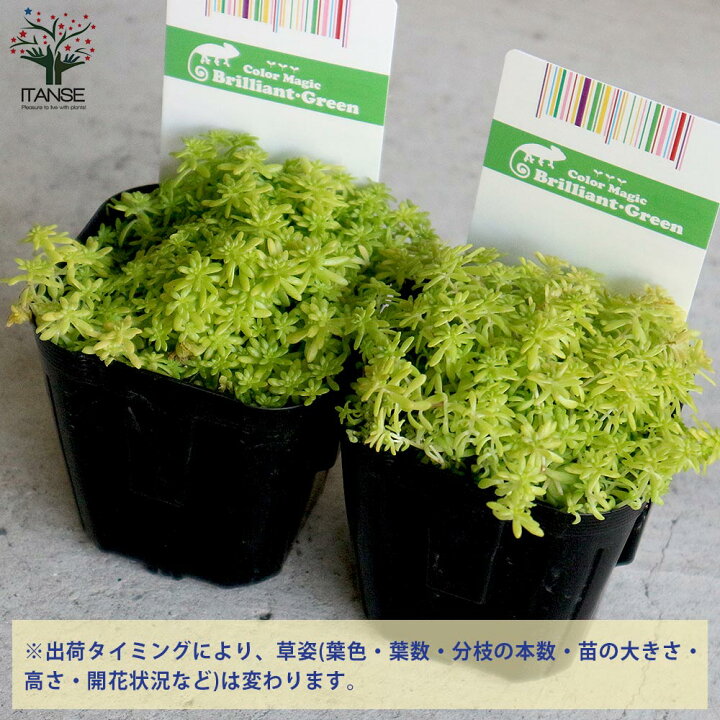 楽天市場 送料無料 セダム 黄金細葉マンネングサ 多肉植物 グランドカバー3号ポット苗 お買い得6個セット セダム グランドカバー 多肉植物 観葉植物 リビング オフィス 事務所 インテリア 植物販売のｉｔａｎｓｅ楽天市場店