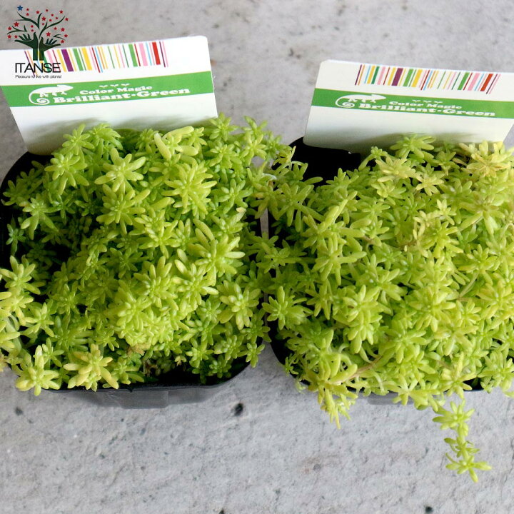 楽天市場 送料無料 セダム 黄金細葉マンネングサ 多肉植物 グランドカバー3号ポット苗 お買い得6個セット セダム グランドカバー 多肉植物 観葉植物 リビング オフィス 事務所 インテリア 植物販売のｉｔａｎｓｅ楽天市場店