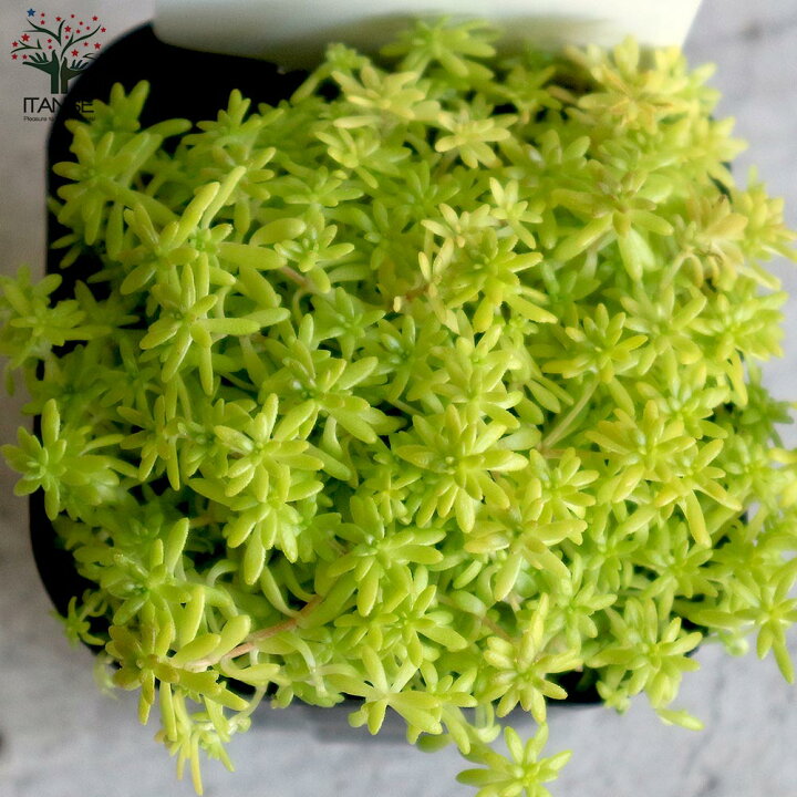 楽天市場 送料無料 セダム 黄金細葉マンネングサ 多肉植物 グランドカバー3号ポット苗 お買い得6個セット セダム グランドカバー 多肉植物 観葉植物 リビング オフィス 事務所 インテリア 植物販売のｉｔａｎｓｅ楽天市場店