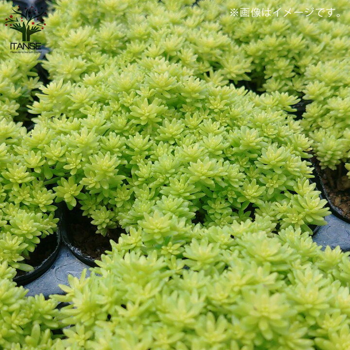 楽天市場 送料無料 セダム 黄金細葉マンネングサ 多肉植物 グランドカバー3号ポット苗 お買い得4個セット セダム グランドカバー 多肉植物 観葉植物 リビング オフィス 事務所 インテリア 植物販売のｉｔａｎｓｅ楽天市場店