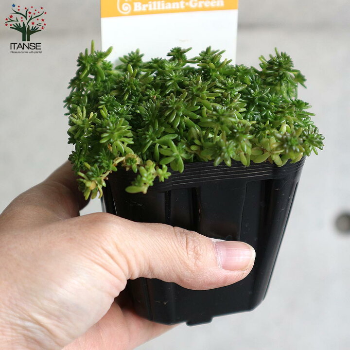 楽天市場】【マラソンP☆5倍】セダム モリムラマンネングサ 多肉植物 1名限定⭐️多肉植物セダムモリムラマンネングサカット苗画像現物発送