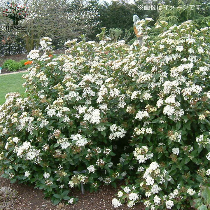 ビバーナム フレンチホワイト 花も実も楽しめます 鉢花03 新商品 新型 鉢花03 ビバーナム フレンチホワイト 花も実も楽しめます 鉢花03 新商品 新型 鉢花03