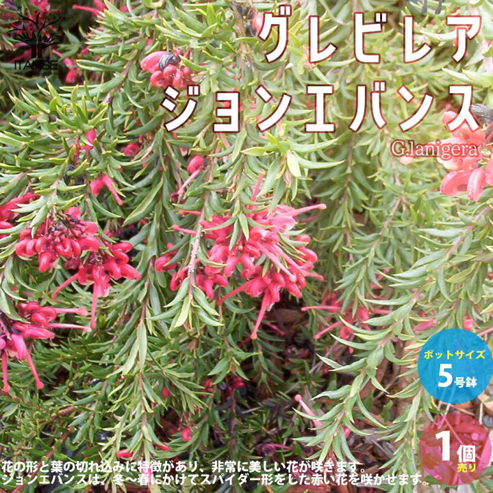 楽天市場 送料無料 グレビレア ジョンエバンス 庭木 5号鉢 1個売り グレビレア苗木 グレビレアの苗木 ロブスタ ハゴロモノキ シノブノキ シルキーオーク 常緑高木 花木 植物販売のｉｔａｎｓｅ楽天市場店